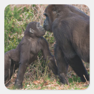 Gorilla Baby's Affectionate voor moeder Vierkante Sticker