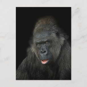 Gorilla Biddy Briefkaart