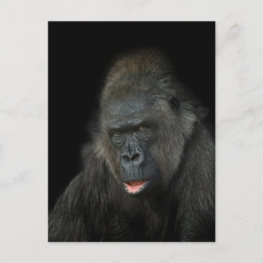 Gorilla Biddy Briefkaart (Voorkant)