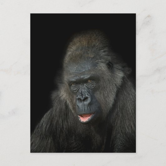 Gorilla Biddy Classic Briefkaart (Voorkant)