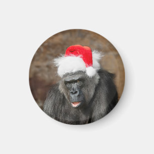 Gorilla Biddy in een feestelijk kerst Pet Magneet