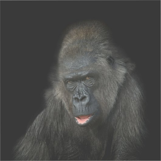 Gorilla Biddy Sticker (Voorkant)
