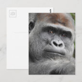Gorilla Briefkaart (Voorkant / Achterkant)