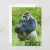 Gorilla Briefkaart (Voorkant / Achterkant)