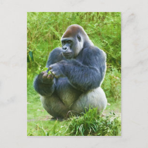 Gorilla Briefkaart