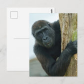 Gorilla Briefkaart (Voorkant / Achterkant)