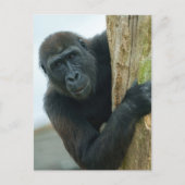 Gorilla Briefkaart (Voorkant)