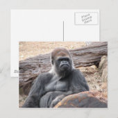 gorilla briefkaart (Voorkant / Achterkant)