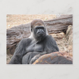 gorilla briefkaart