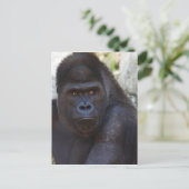 Gorilla Briefkaart (Staand voorkant)