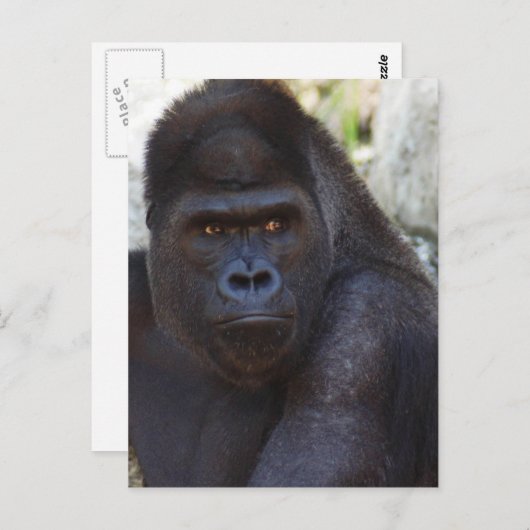 Gorilla Briefkaart (Voorkant / Achterkant)