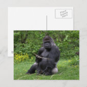 Gorilla Briefkaart (Voorkant / Achterkant)
