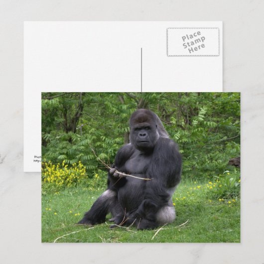 Gorilla Briefkaart (Voorkant / Achterkant)