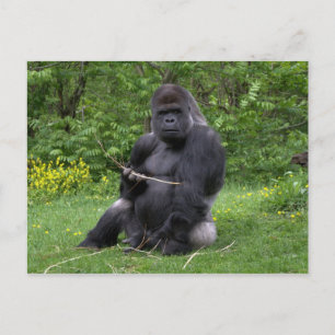 Gorilla Briefkaart