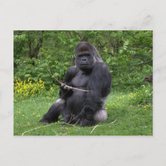 Gorilla Briefkaart