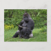 Gorilla Briefkaart (Voorkant)