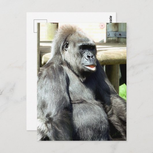 GORILLA BRIEFKAART (Voorkant / Achterkant)