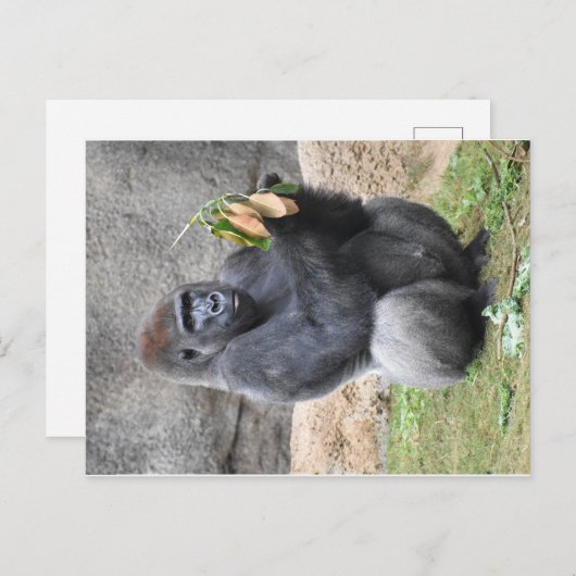 Gorilla Briefkaart (Voorkant / Achterkant)