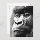 Gorilla Briefkaart (Voorkant / Achterkant)