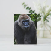 Gorilla Briefkaart (Staand voorkant)