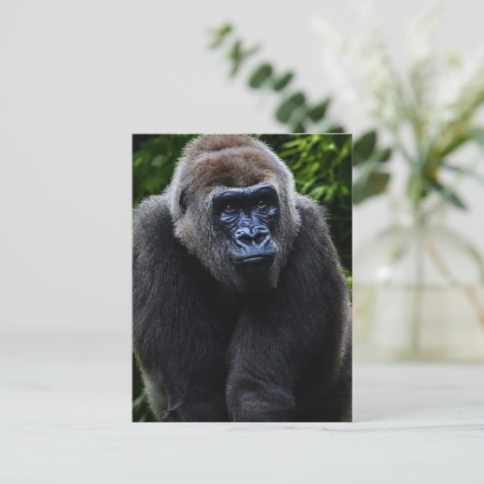 Gorilla Briefkaart (Staand voorkant)
