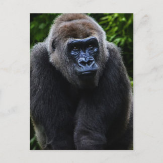 Gorilla Briefkaart