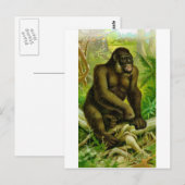 Gorilla Briefkaart (Voorkant / Achterkant)
