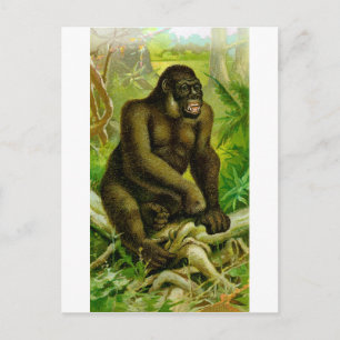 Gorilla Briefkaart