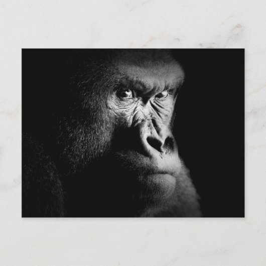 Gorilla Briefkaart (Voorkant)