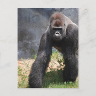 Gorilla Briefkaart