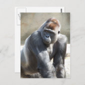 Gorilla Briefkaart (Voorkant / Achterkant)