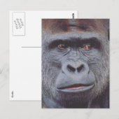 gorilla briefkaart (Voorkant / Achterkant)