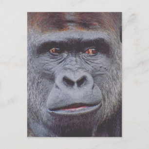 gorilla briefkaart