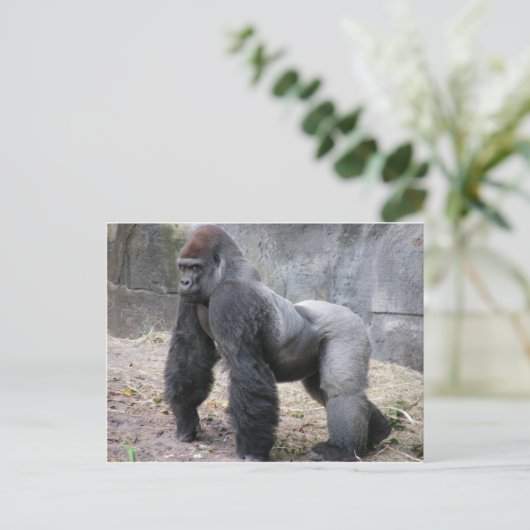 Gorilla Briefkaart (Staand voorkant)