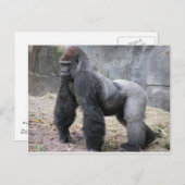 Gorilla Briefkaart (Voorkant / Achterkant)