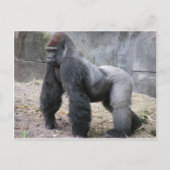 Gorilla Briefkaart (Voorkant)