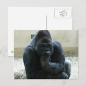 Gorilla Briefkaart (Voorkant / Achterkant)