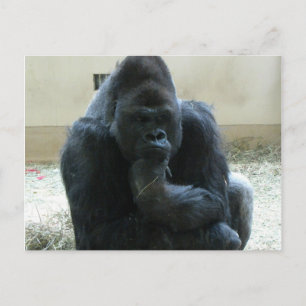 Gorilla Briefkaart