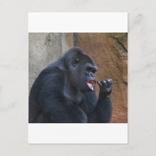 Gorilla Briefkaart (Voorkant)