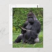 Gorilla Briefkaart (Voorkant / Achterkant)