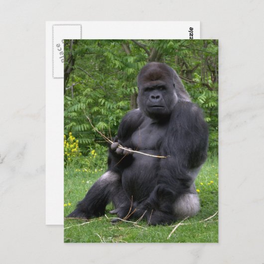 Gorilla Briefkaart (Voorkant / Achterkant)