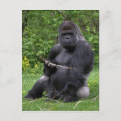Gorilla Briefkaart (Voorkant)