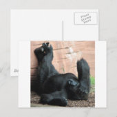 GORILLA BRIEFKAART (Voorkant / Achterkant)