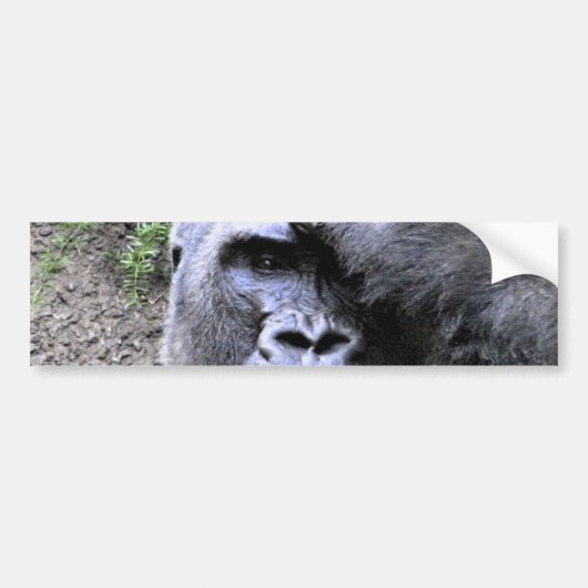 Gorilla_ Bumpersticker (Voorkant)