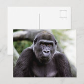Gorilla Close-up Portret Foto Briefkaart (Voorkant / Achterkant)