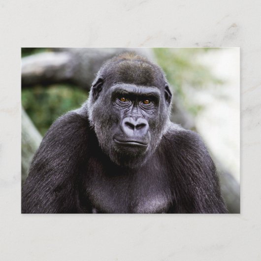 Gorilla Close-up Portret Foto Briefkaart (Voorkant)