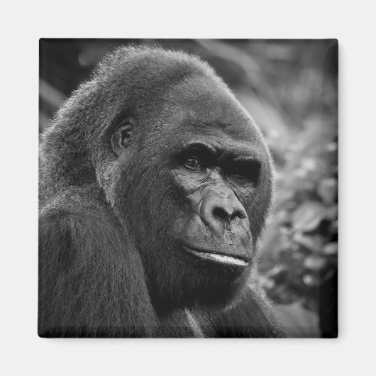 Gorilla Close Up zwart-wit portret Magneet (Voorkant)