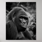Gorilla Close Up zwart-wit portret Poster (Voorkant)