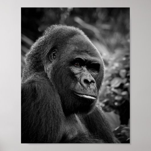 Gorilla Close Up zwart-wit portret Poster (Voorkant)