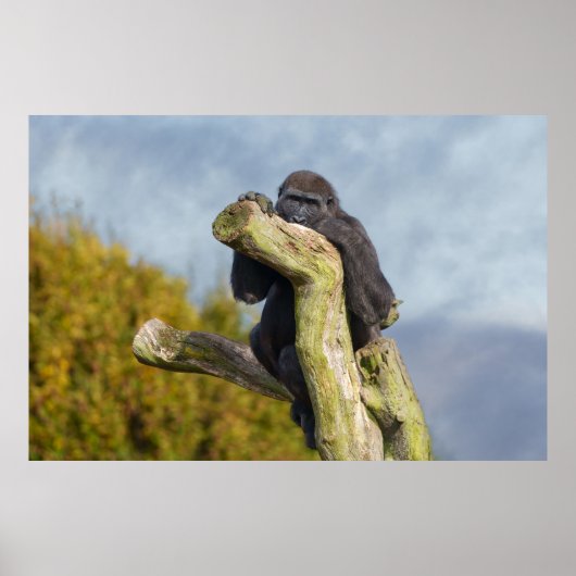 Gorilla die op een boom rust poster (Voorkant)